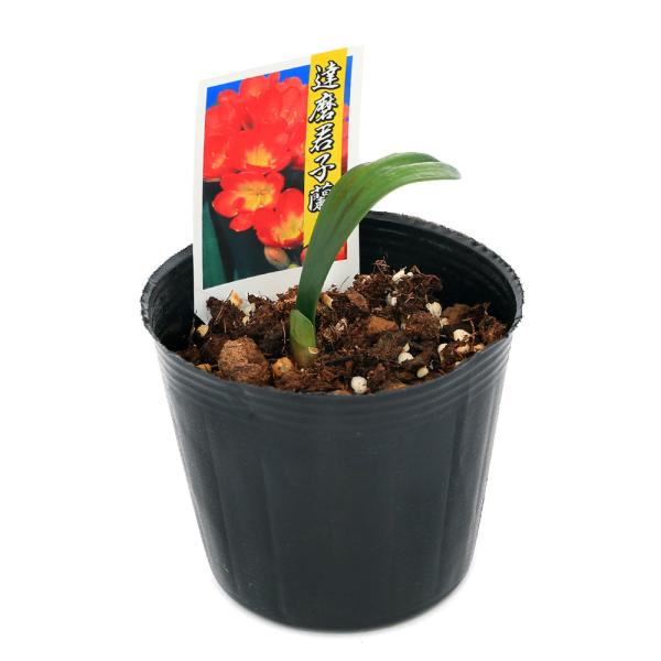 観葉植物　all_plants　_gardening　ガーデニング　花　苗　育て方　育成方法　栽培方法　Ｃｌｉｖｉ　クリビア　ノビリス　ミニアタヒガンバナ科クンシラン属　半耐寒性多年草　南アフリカ　fallwinter_flour　2023...