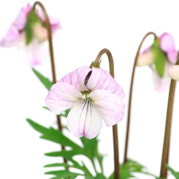 観葉植物　_gardening　ガーデニング　山野草　菫　ヴィオラ　Ｖｉｏｌａ　ｃｈａｅｒｏｐｈｙｌｌｏｉｄｅｓ　ｖａｒ．ｓｉｅｂｏｌｄｉａｎａ　植物　植物生体　ガーデニング生体　snys_viola　育て方　育成方法　栽培方法　bnr_h...