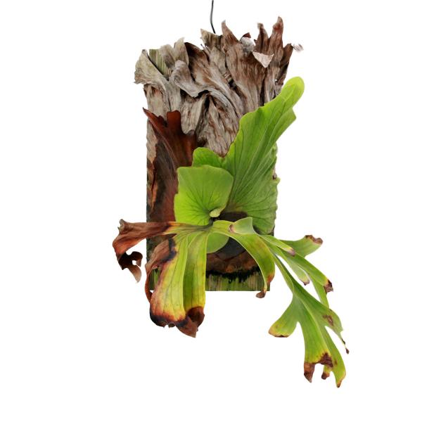 ビカクシダ　コロナリウム　板付け コロナリウム 右の貯水葉がほぼ完成。 左もスタート。 水抜き用の穴を