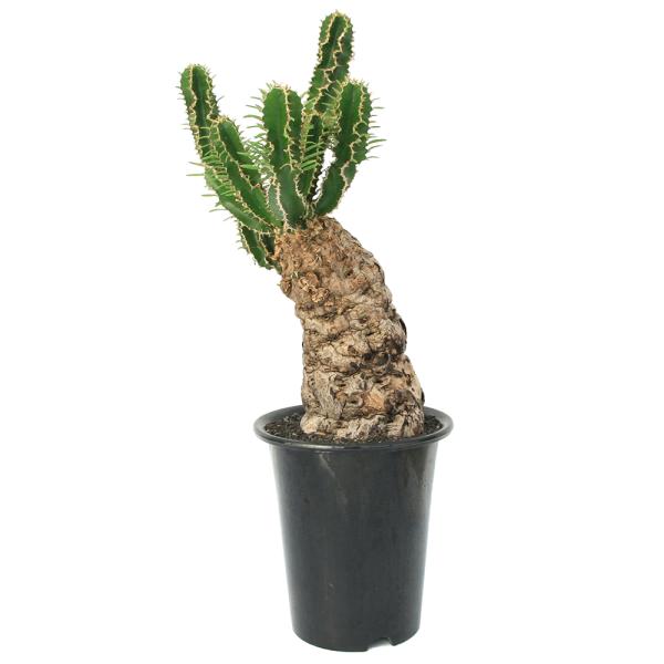 チャーム(ペット) (観葉植物)一点物 ユーフォルビア チャーム(ペット) (観葉植物)一点物 ユーフォルビア