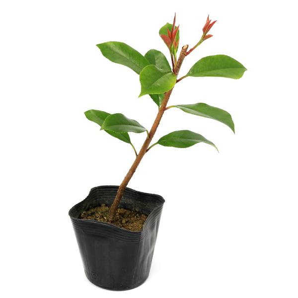 観葉植物　ガーデニング　花　苗　レッドロビン　ベニカナメ　庭木　生垣　目隠し　カナメモチ　Ｊａｐａｎｅｓｅ　ｐｈｏｔｉｎｉａ　kaijyo　releaseplnt　toukihassouhuka