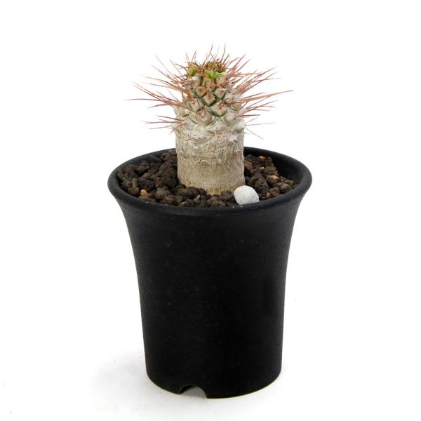 実生 パキポディウム 光堂 ナマクアナム サボテン多肉植物 塊根植物 コーデックス：パキポディウム 光堂 実生*塊根幅12cm 現品！一品限り