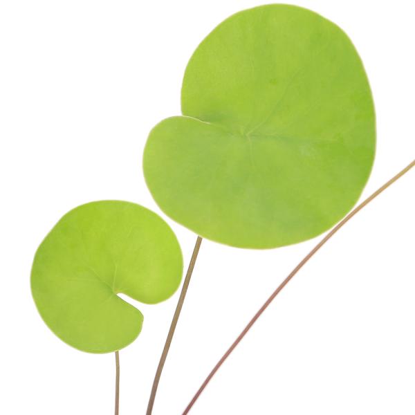 食虫植物 ウトリクラリア タマラセリー ネルンビフォリア　ヤマト発送 チャーム（charm） （食虫植物）ウトリクラリア ネルンビフォリア