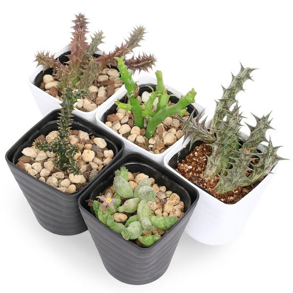 観葉植物　_gardening　_hachu　_kame　園芸　ガーデニング　多肉植物　ビバリウム　アクアテラリウム　パルダリウム　両爬向き植物　ガガイモ科　植物生体　ガーデニング生体　育て方　育成方法　栽培方法　bizarre_serie...