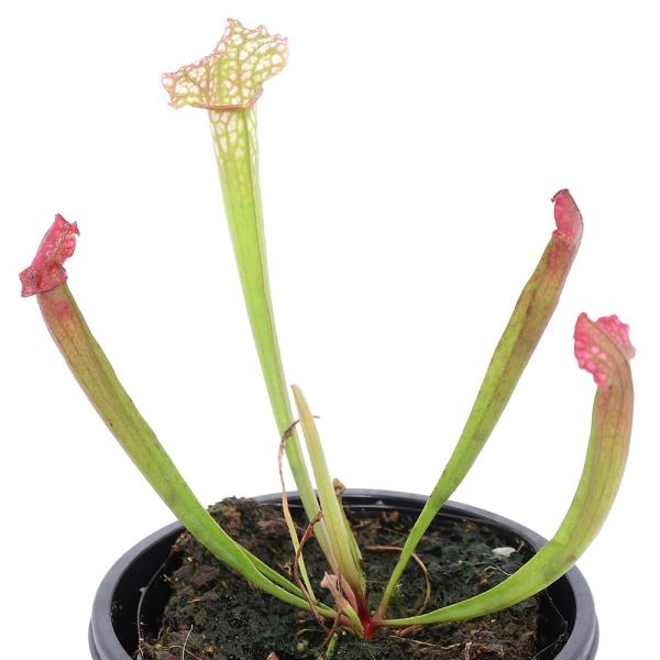 観葉植物　_gardening　_hachu　_interior　_kame　園芸　ガーデニング　ビバリウム　アクアテラリウム　パルダリウム　食虫植物　ヘイシソウ　瓶子草　ピッチャープラント　サラセニア科　サラセニア属　otosiana_p...