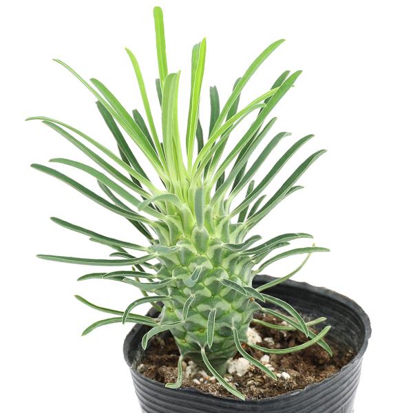 観葉植物　_gardening　_hachu　_kame　ガーデニング　サボテン・多肉植物植物　植物　植物生体　ガーデニング生体　tanikuplapot_series　ビバリウム　アクアテラリウム　パルダリウム　育て方　育成方法　栽培方法...