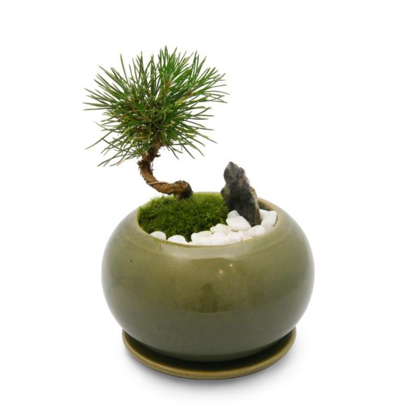 苔盆栽　クロマツ（黒松）　ねじり樹形　アステア ボウル　グリーン（１鉢）　鉢植え植物　インテリア　おしゃれ　和風　マツ　松　クロマツ　黒松　ミカワクロマツ　ガーデニング　山野草　寄せ植え　koukaseki_series　植物　植物生体　育...