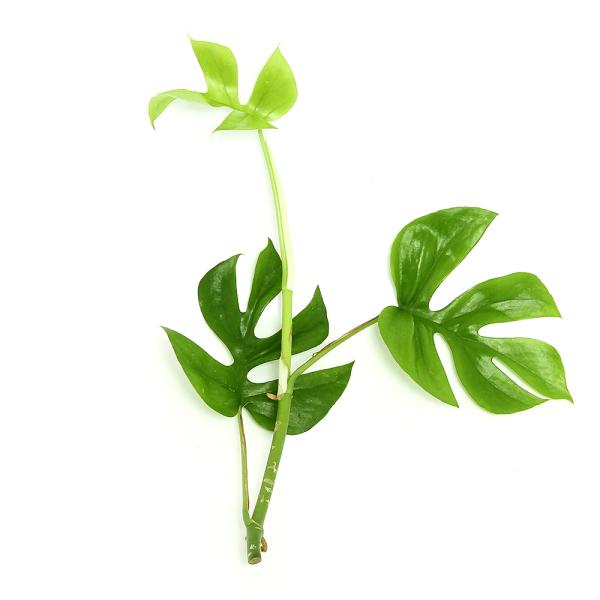 PF_SPQ　line2462terarium　観葉植物　_hachu　_gardening　sfset　園芸　ガーデニング　ビバリウム　アクアテラリウム　パルダリウム　サトイモ　サトイモ科モンステラ属　サトイモ科ホウライチョウ属　非耐寒性...