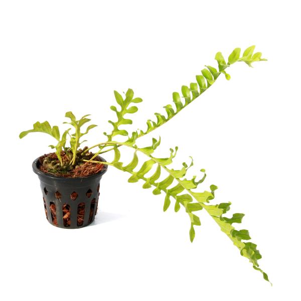 観葉植物）レカノプテリス ロマリオイデス（アリノスシダ）Nueva