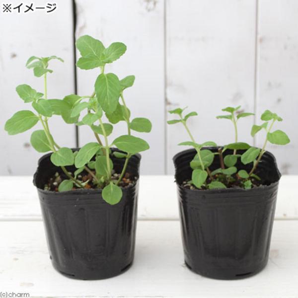 _gardening　ガーデニング　ハーブ　苗　herbpot_series　mint　ミント　マルバハッカ　丸葉薄荷　20180128　TK　育て方　育成方法　栽培方法　観葉植物　日本薄荷　日本ハッカ　鉢植え　ポット　植物　植物生体　09...