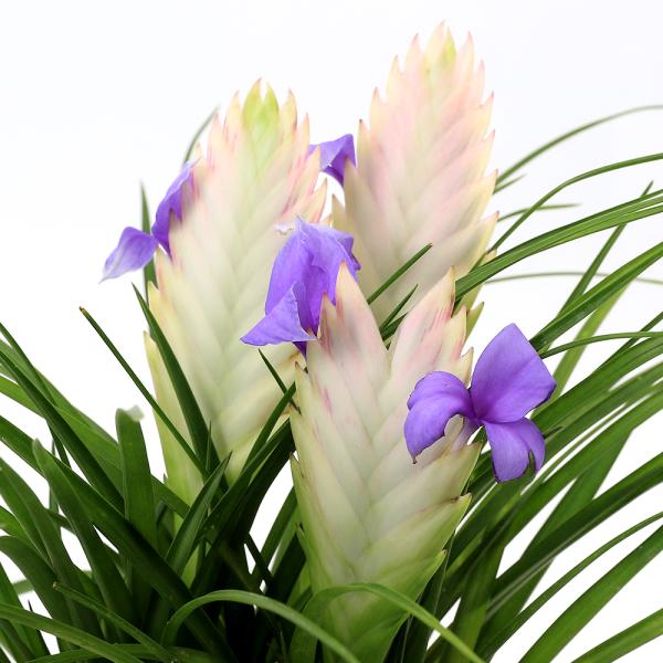 エアプランツ ピンク鉢 観葉植物）エアープランツ チランジア キアネア ホワイト 4．5〜5号