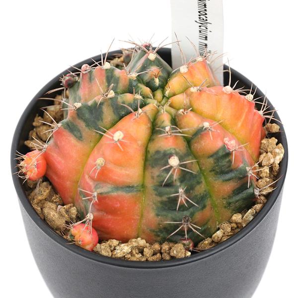 観葉植物　_gardening　_kame　_hachu　ガーデニング　サボテン植物　硬質ブラックポットシリーズ　opuntia_series　blackpot_series　ヒボタン　tanikuplapot_series　イエロー　サボ...