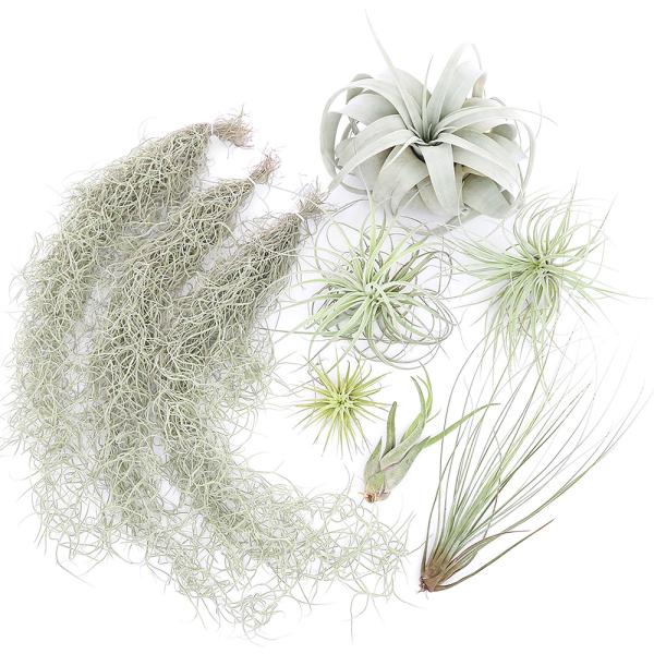 観葉植物）エアープランツ 人気の品種セット（1セット