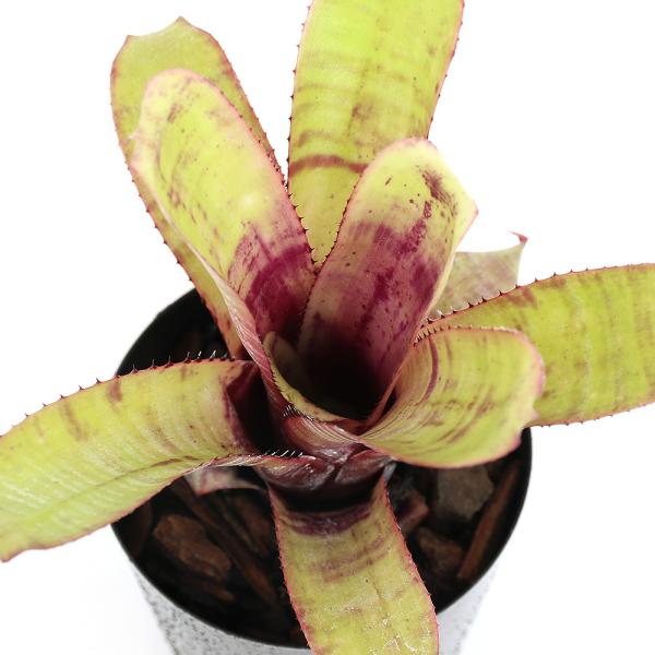 チャーム（ペット） （観葉植物）エクメア ヌディカウリス