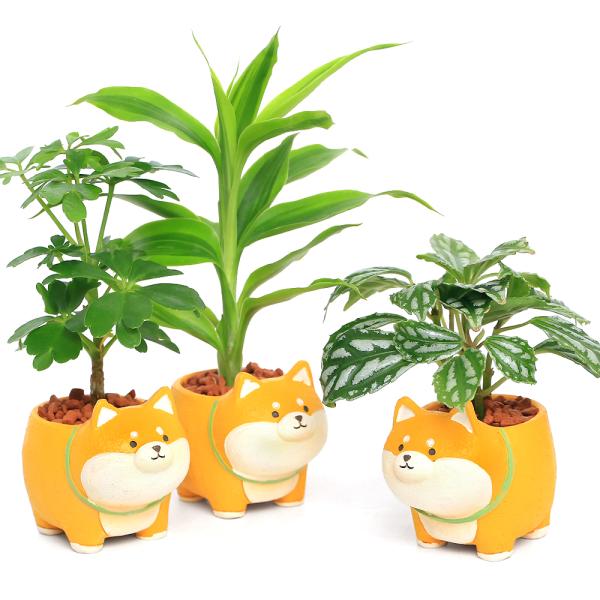 （観葉植物）　_gardening　_hachu　_kame　観葉植物　オアシス苗　ミニ観葉　ビバリウム　アニマル　かわいい　インテリア　puchisabo_series　puchisabo_taniku_series　育て方　育成方法　栽...