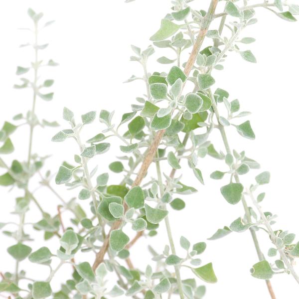 _gardening　ガーデニング　emporio　all_plants　観葉植物　背丈２０〜５０ｃｍ　育て方　育成方法　栽培方法　090list　３号　ユーカリ　グニー　20231020　y23m10　2023kouki　RKANA　オー...