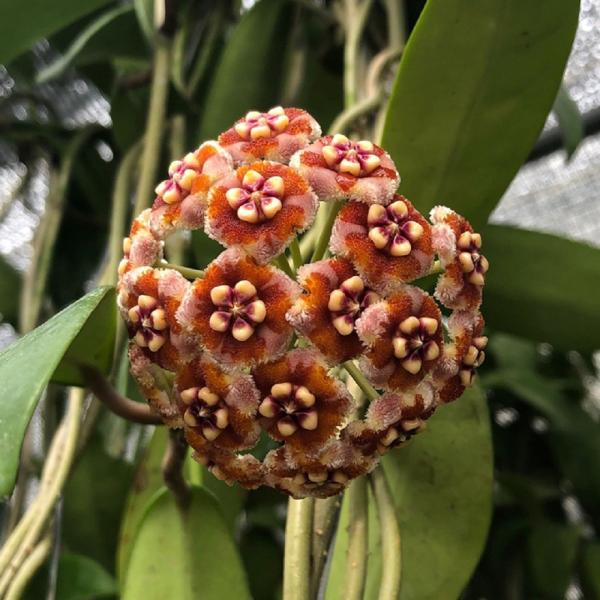 チャーム（charm） （観葉植物）ホヤ メリフルア 3号（1鉢