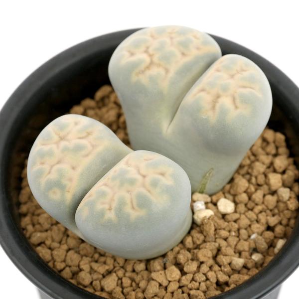 観葉植物　all_plants　_gardening　_hachu　_kame　opa2_delete　ガーデニング　多肉植物　rithops　多肉　メセン科リトープス属　南アフリカ　生ける宝石　女仙　奇抜　小石　脱皮　ユニーク　メセン　石...