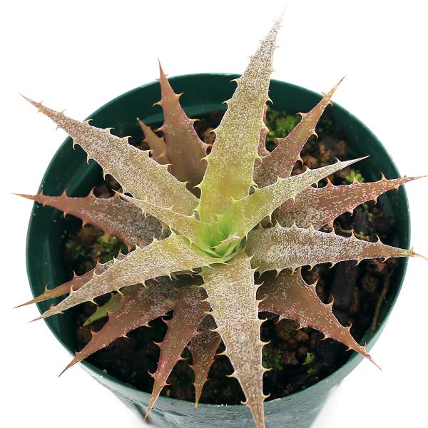 （観葉植物）　観葉植物　ガーデニング　苗　Ｎｅｏｐｈｙｔｕｍ　’Ｆｉｒｅｃｒａｃｋｅｒ’　ブロメリア科ネオフィツム属　熱帯植物　交配種　Ｂｒｏｍｅｌｉａｃｅａｅ　オルソフィツム　Ｏｒｔｈｏｐｈｙｔｕｍ　ｓａｘｉｃｏｌａ　パイナップル科オルソ...