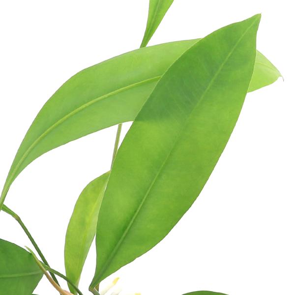 （観葉植物）　_gardening　_kame　_hachu　観葉植物　園芸　ガーデニング　ビバリウム　アクアテラリウム　パルダリウム　サトイモ　アンスリウム　アンスリューム　Alabama'　花　苗　アンスリウムシリーズ　ksn2fhk1...