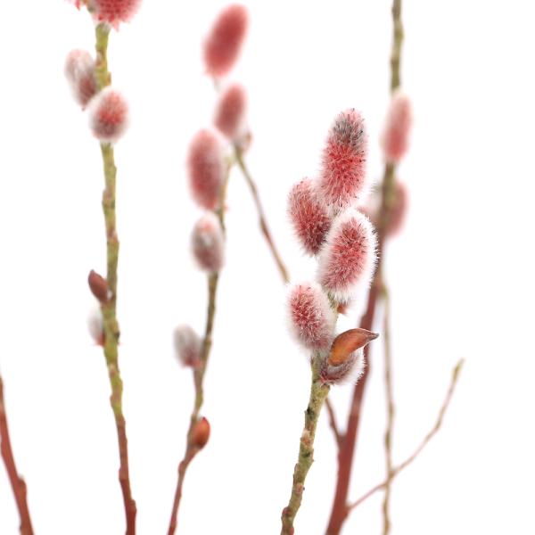 _gardening　観葉植物　ガーデニング　山野草　盆栽　ミニ盆栽シリーズ　インテリア・雑貨他　猫柳　Salix　gracilistyla　カワヤナギ　エノコロヤナギ　トウトウヤナギ　タニガワヤナギ　ヤナギ科ヤナギ属　落葉低木　育て方　育...