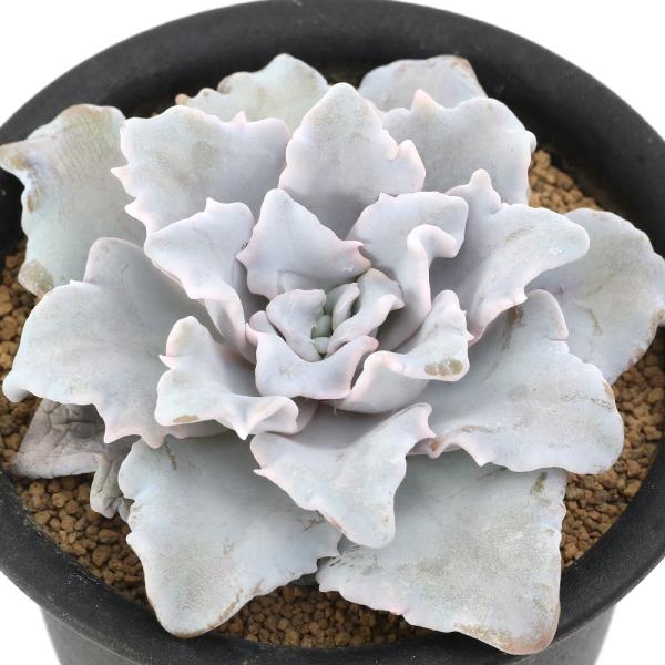 観葉植物　_gardening　多肉植物　エケベリア　苗　鉢植え　ポット　徒長　種類　品種　植え替え　増やし方　管理　水やり　花　実生　葉挿し　管理方法　ベンケイソウ科エケベリア属　常緑多年草　園芸品種　Ｅｃｈｅｖｅｒｉａ　’Ｃｒｉｓｐａｔ...