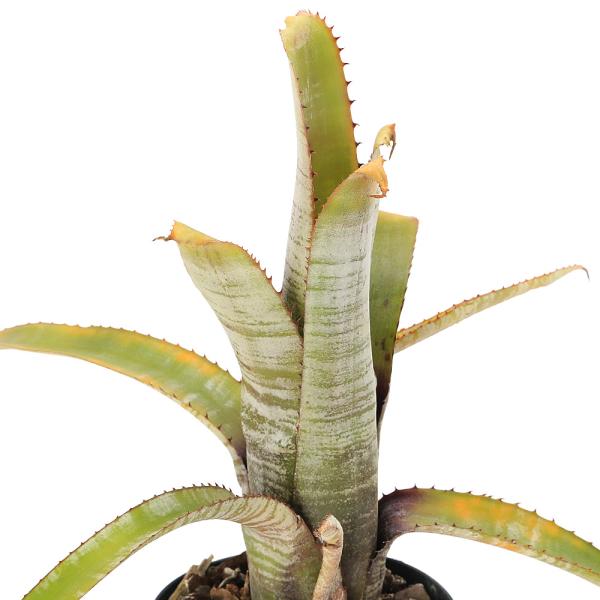 観葉植物）一点物 エクメア ヌディカウリス シルバーストリーク