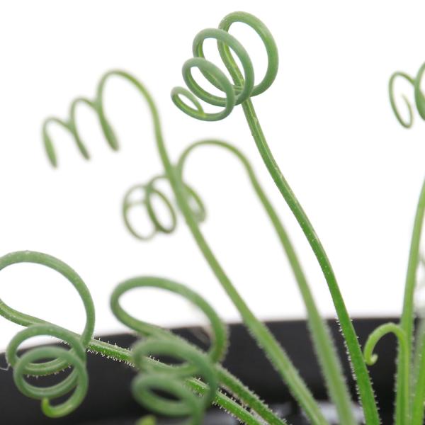 _gardening　_hachu　_kame　ガーデニング　多肉植物　観葉植物　アルプカ　ユリ科　ナンジャコレ　アルブカ　スピラリス　フリズルシズル　Albuca　spiralis　cv.Frizzle　sizzle　植物　植物生体　ガー...