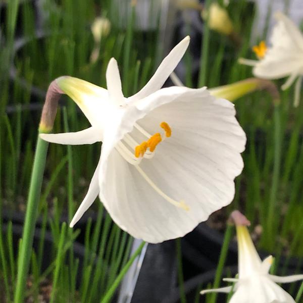 （観葉植物）　ガーデニング　花　苗　鉢花　スイセン　テタテート　テータテート　水仙　Narcissus　ヒガンバナ科スイセン属　ナルキッスス属　育て方　育成方法　栽培方法　観葉植物　原種系　ペチコート　スペイン　モロッコ　Ｎａｒｃｉｓｓｕｓ...