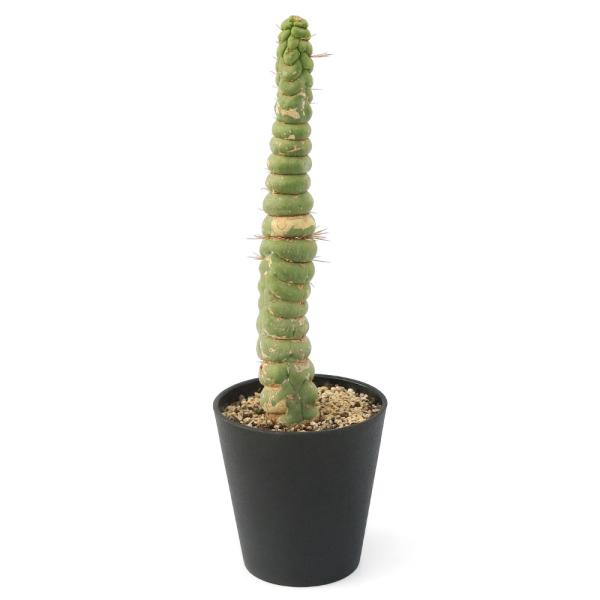 一点物サボテン セレウス カスタネア スピラリスの魅力と育て方