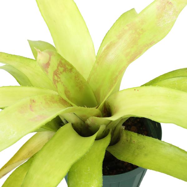 チャーム（charm） （観葉植物）ネオレゲリア オールドラブレターズ 4