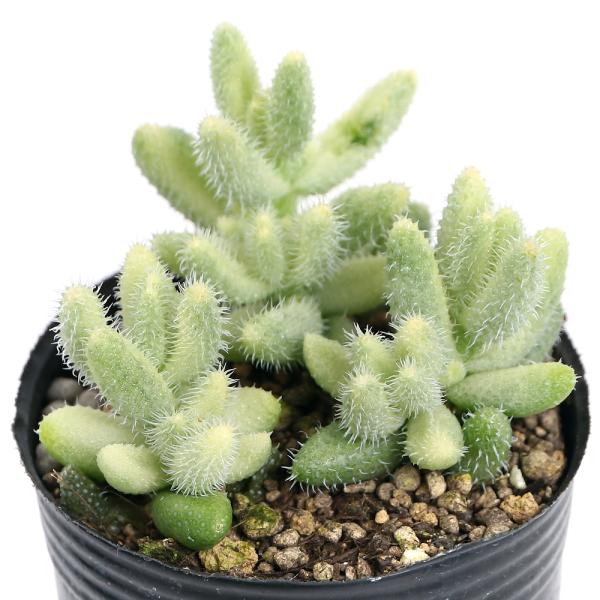 （観葉植物）　観葉植物　_gardening　_hachu　_kame　opa2_delete　ガーデニング　多肉植物　コチレドン　植物　植物生体　ガーデニング生体　ビバリウム　アクアテラリウム　パルダリウム　育て方　育成方法　栽培方法　雷...