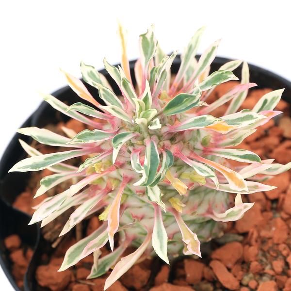 （観葉植物）　観葉　邑楽店　_gardening　_hachu　_kame　ガーデニング　サボテン・多肉植物　ユーフォルビア　パイナップルコーン　峨眉山　かびさん　植物　植物生体　ガーデニング生体　Ｅｕｐｈｏｒｂｉａ　’Ｓｏｔｅｔｓｕｋｉｒ...