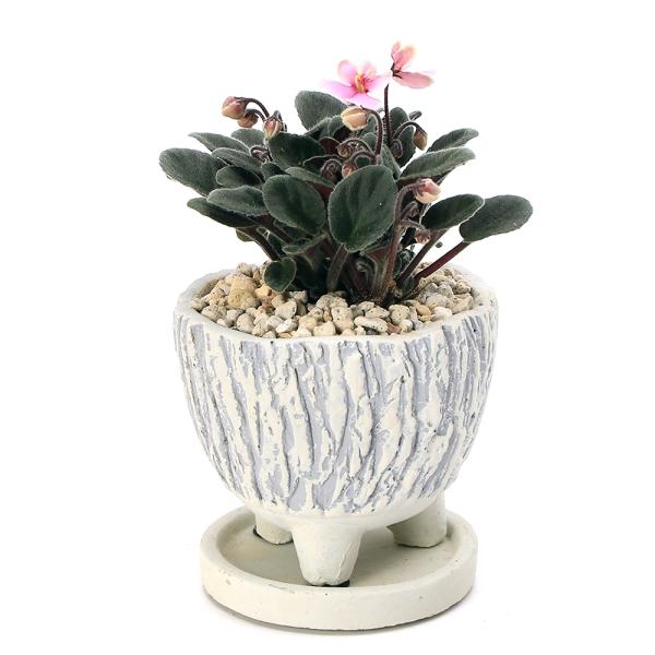 観葉植物　ガーデニング　陶器鉢植えシリーズ　セントポーリア　和風陶器鉢植え　ヴォルカンスタンド　ホワイト（１鉢）　受皿付き！　軽石　鉢植え　おしゃれ　室内　プレゼント　インテリア　グリーン　rknd　creategardening　2024...