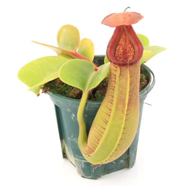 コ*ズ様 【食虫植物】ネペンテスビカルカラタ Nepenthes bicalcarata 