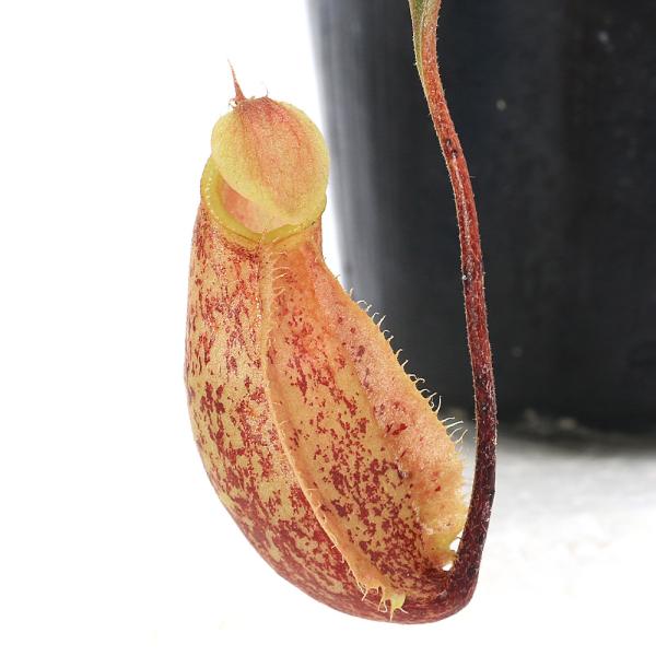 チャーム（charm） （食虫植物）ウツボカズラ ネペンテス スキー 2号