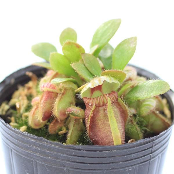 チャーム(ペット) (食虫植物)セファロタス フォリキュラリス チャーム(ペット) (食虫植物)セファロタス フォリキュラリス