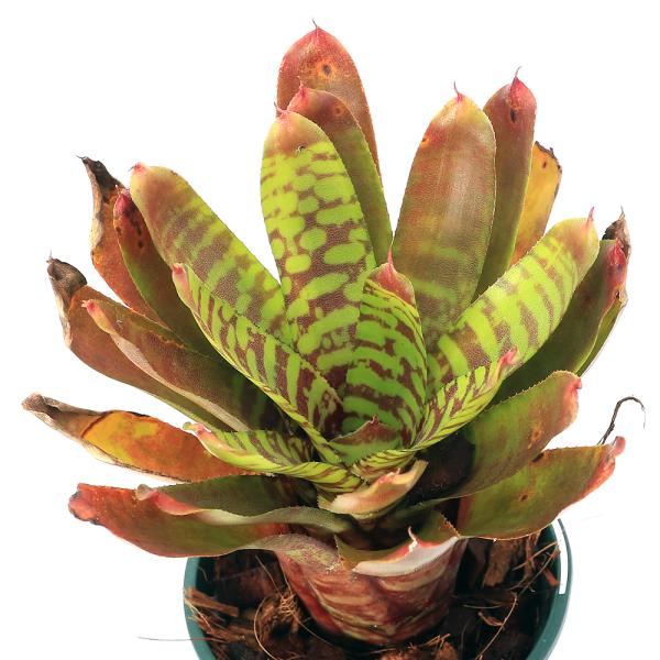 チャーム（charm） （観葉植物）ネオレゲリア 'フィーバーピッチ' タイ