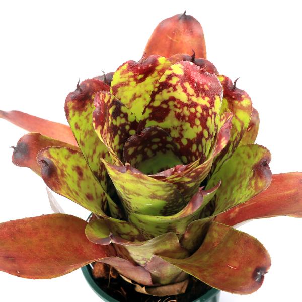 チャーム（ペット） （観葉植物）ネオレゲリア 'スーパー