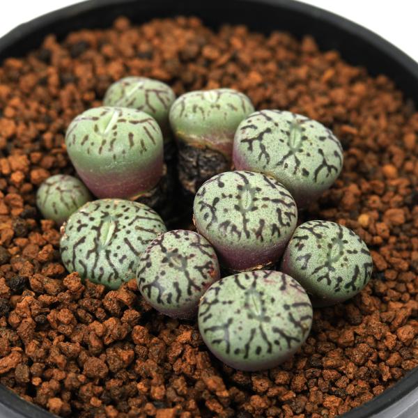 チャーム（charm） （多肉植物）コノフィツム ミニマム ウィッテ