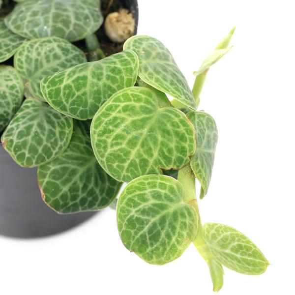 _hachu　_gardening　sfset　観葉植物　ガーデニング　ビバリウム　アクアテラリウム　パルダリウム　水草　クリプトとその近縁　サトイモ　ヒメハブカズラ　クライマー　Rhaphidophora　ラフィドフォラ　育て方　育成方法...