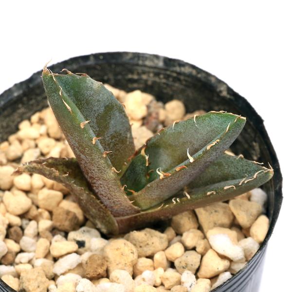 アガベ　オテロイ　２号　観葉植物　ガーデニング　サボテン・多肉植物　育て方　育成方法　栽培方法　kaijo　opa2_delete　ティタノータ　多肉　多肉植物　カクタス　Agave　oteroi　リュウゼツラン科アガベ属　熱帯植物　多年草...