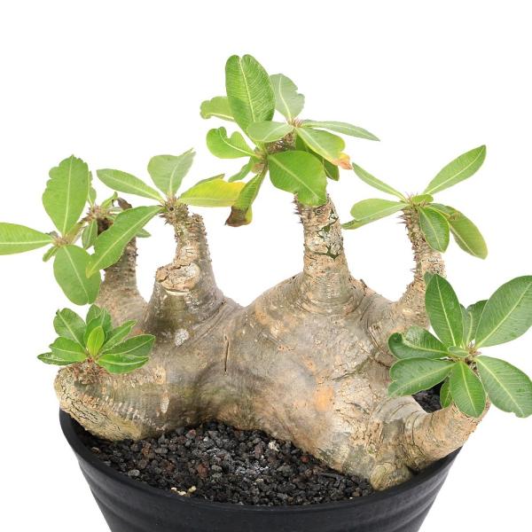 チャーム（charm） （観葉植物）一点物 パキポディウム マカイエンセ