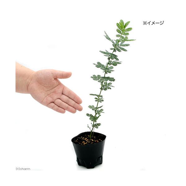 _gardening　ガーデニング　ハーブ　苗　herbpot_series　育て方　育成方法　栽培方法　観葉植物　090list　料理　香辛料　調理　風味付け　ゼラニウム　スィートミモザ　スイートミモザ　スィート　スイート　ａｃａｃｉａ　...