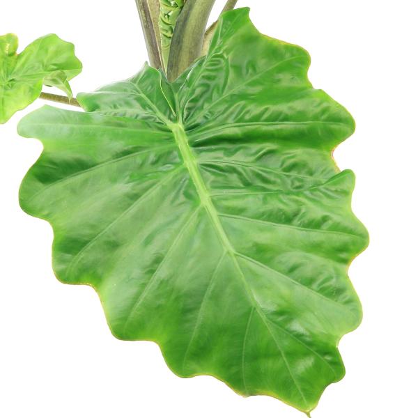 チャーム（charm） （観葉植物）アロカシア ローライダー 7号（1鉢