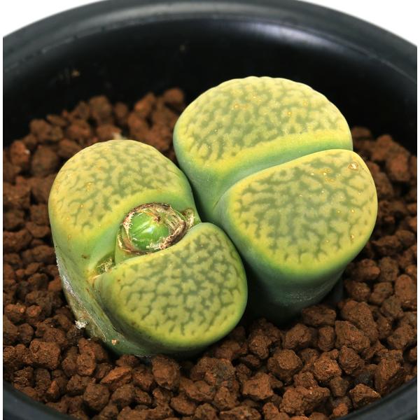 （観葉植物）　winter_codex_ｋａｋｕｔａｓｕ　冬型　ガーデニング　サボテン・多肉植物植物　玉型メセン　rithops　all_plants　育て方　育成方法　栽培方法　観葉植物　多肉　多肉植物　カクタス　シャボテン　仙人掌　多年...