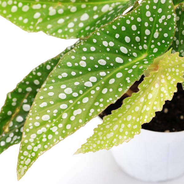 muryotassei_600_699　_gardening　ガーデニング　観葉植物　Begonia　rex-cultorum　ベゴニア　レックスベゴニア　begonia_series　根茎性ベゴニア　根茎　Cultorum　Hybrids...