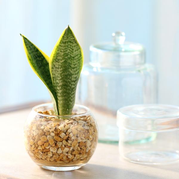 観葉植物　コケシリーズ　aquaterrarium　ガーデニング　インテリア　all_plants　両爬向き植物　ハイドロカルチャー　ビバリウム　アクアテラリウム　パルダリウム　ガラス　室内　おしゃれ　清潔　ガラスベース　水耕　ハイドロ　ゼ...