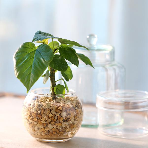 観葉植物　コケシリーズ　aquaterrarium　ガーデニング　インテリア　all_plants　両爬向き植物　ハイドロカルチャー　ビバリウム　アクアテラリウム　パルダリウム　ガラス　室内　おしゃれ　清潔　ガラスベース　水耕　ハイドロ　ゼ...