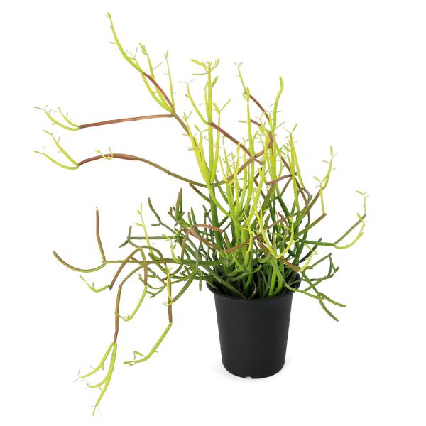 チャーム（charm） （観葉植物）ミルクブッシュ スティックオン